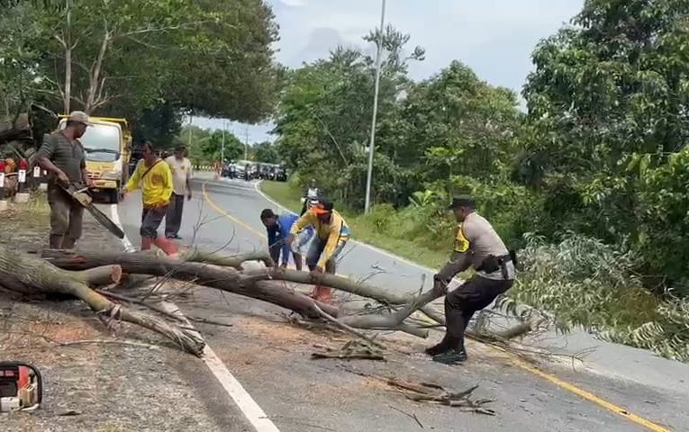 Cekatan, Bhabinkamtibmas Desa Busung Potong Pohon Tumbang, Lancarkan Arus Lalu Lintas