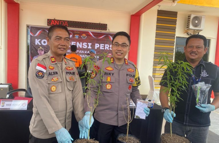 Polres Bintan Ungkap Pemilik Kebun Ganja, Tiga Batang Pohon Diamankan