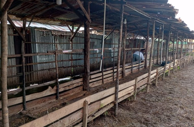 Berkah Iduladha, Ratusan Hewan Kurban Pedagang di Tanjungpinang Habis Tak Bersisa