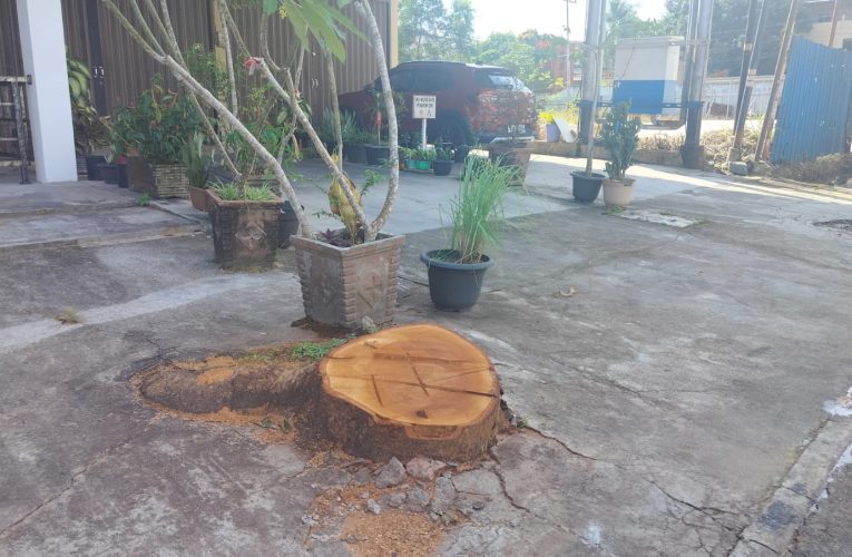 Pengusaha Cafe di Tanjungpinang Akali Pihak Perkim, Tebang Pohon di Jalan Engku Putri untuk Memperluas Areal