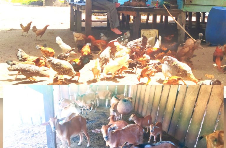 Peternak Ayam dan Kambing di Jemaja Kewalahan Memberi Makan Ternak
