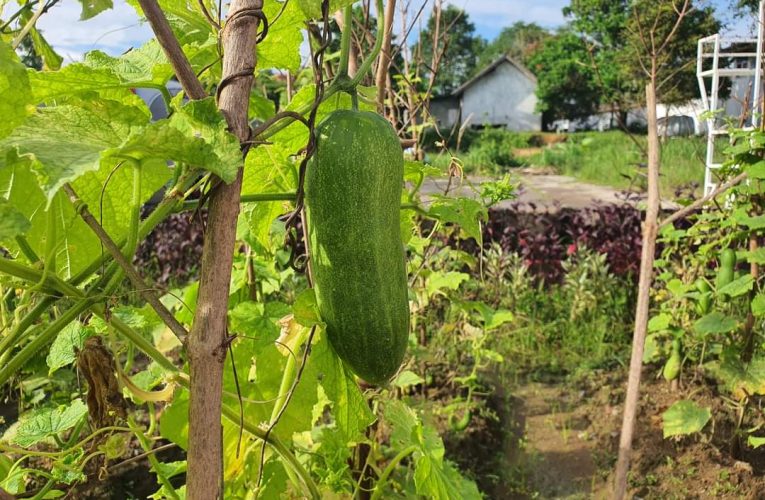 Lapas Narkotika Kelas IIA Tanjungpinang Siapkan Panen Timun dan Melon Hasil Karya Warga Binaan