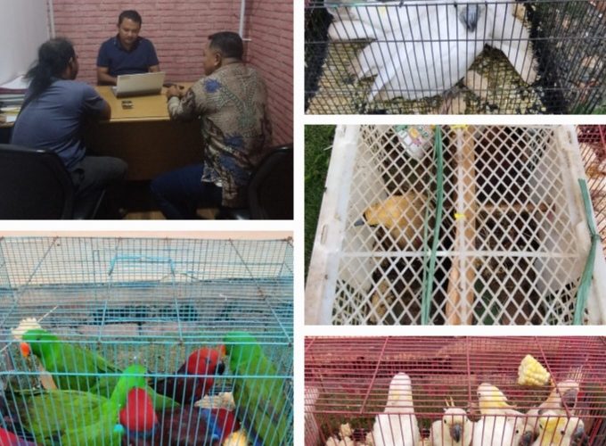 Satreskrim Polres Bintan Gagalkan Penyelundupan 29 Burung Dilindungi ke Malaysia