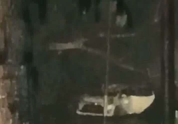 Hujan Deras dan Angin Kencang Melanda Tanjungpinang, Mobil Terparkir Tertimpa Pohon Tumbang