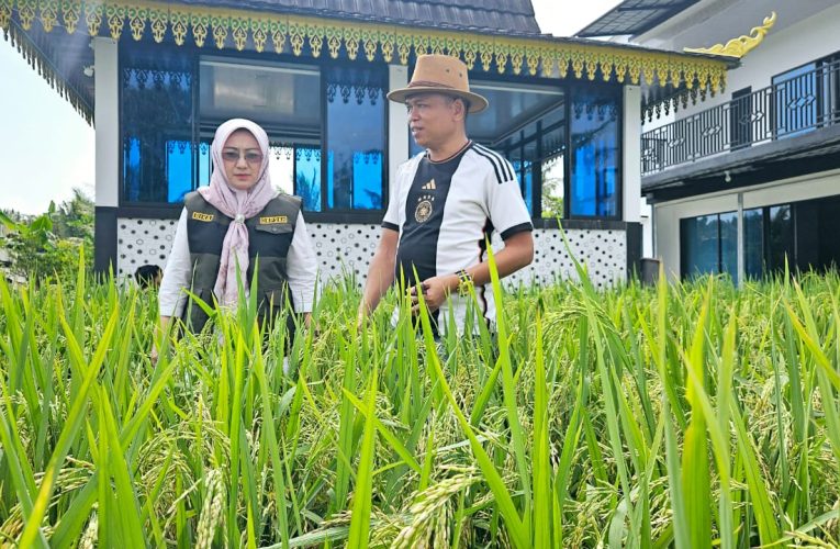 Kadis KP2KH Kepri Tinjau Tanaman Padi di Pekarangan Rumah Ady Indra Pawennari