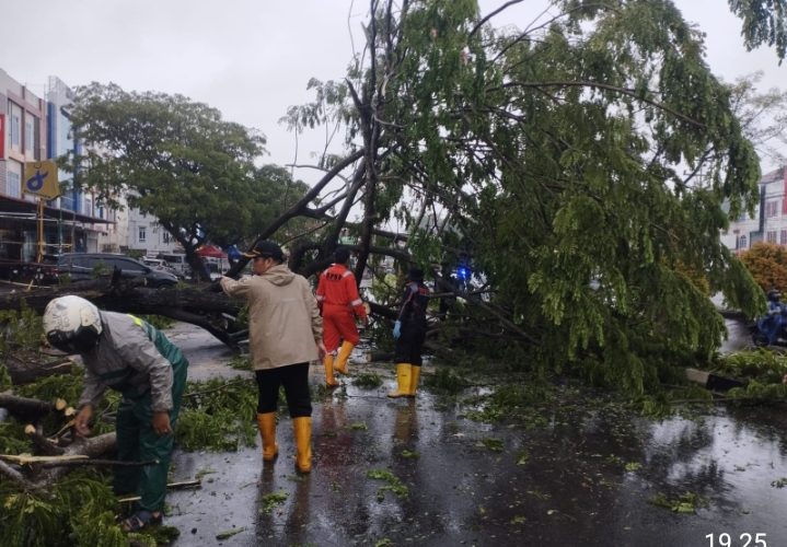 Pohon Tumbang Akibat Hujan Deras dan Angin Kencang Tutup Akses Jalan di Tanjungpinang
