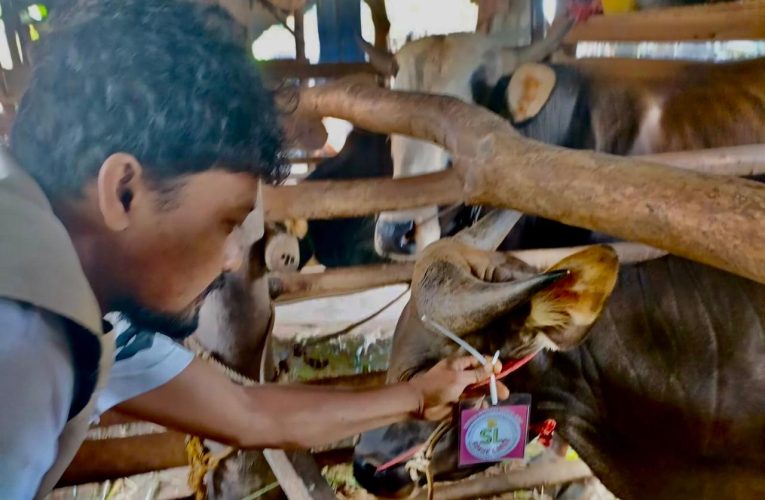 Jelang Iduladha 1446 H, DPPP Tanjungpinang Pastikan 2.193 Hewan Kurban Siap dan Sehat