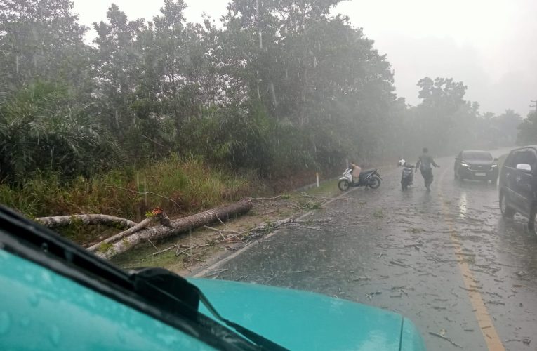 Sigap di Tengah Hujan Deras, Bhabinkamtibmas Toapaya Selatan Evakuasi Pohon Tumbang di Jalan Wisata Bahari