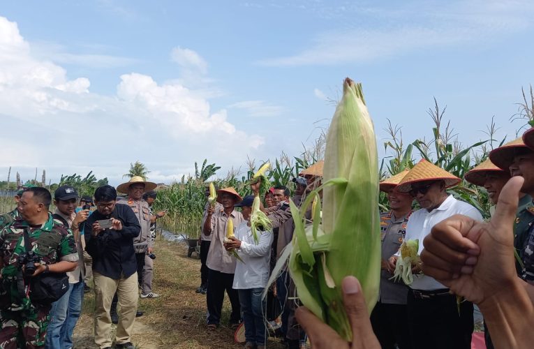 Dukung Swasembada Pangan 2025, Polresta Tanjungpinang Panen Raya Jagung di Lahan Dua Hektare