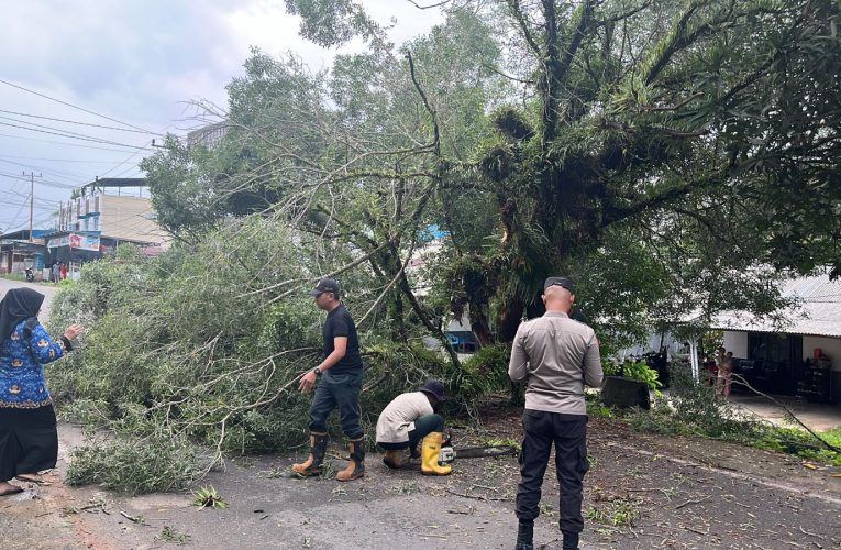 Pohon Tumbang di Depan Komplek TNI AL Sei Jang, Hampir Timpa Pengendara dan Sebabkan Kemacetan