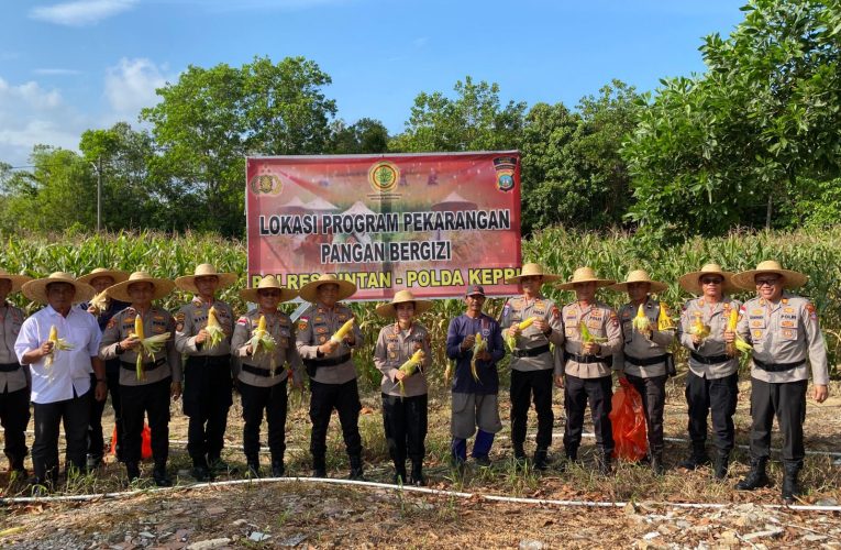 Polres Bintan Gelar Panen Jagung Hasil Pengelolaan Lahan di Mako Polres Sebagai Bentuk Dukungan Ketahanan Pangan
