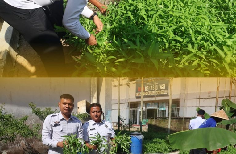 Lapas Narkotika Tanjungpinang Panen Kangkung, Wujudkan Kemandirian Pangan di Balik Jeruji