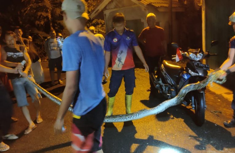 Ular Sanca Masuk Parit Perumahan, Petugas Damkar Tanjungpinang Lakukan Evakuasi Malam Hari
