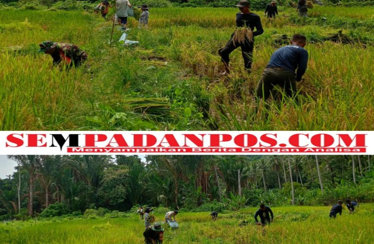 Babinsa Serda R.A. Binran Bol Hutabarat Dampingi Panen Padi Perdana Bersama Kelompok Tani Cahaya Pagi di Desa Rewak