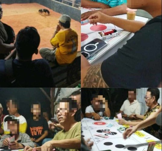 Diduga Praktik Judi Sabung Ayam dan Dadu Marak diTanjungpinang, Warga Resah