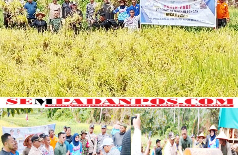 Bupati Anambas Aneng Hadiri Panen Padi Bersama Kelompok Tani Cahaya Pagi di Desa Rewak