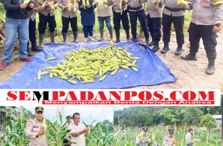 Dukung Ketahanan Pangan, Polsek Jemaja Panen Jagung Manis di Bukit Padi