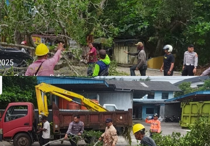 Lima Titik Pohon Tumbang Akibat Hujan Deras dan Angin Kencang di Tanjungpinang