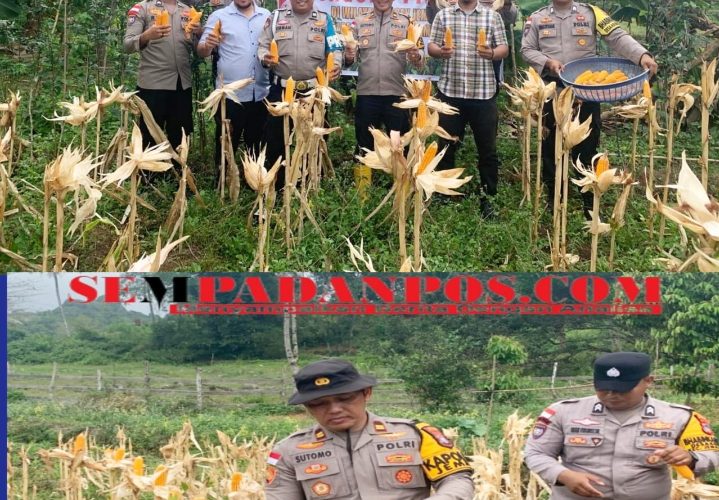 Polsek Jemaja Panen Jagung Pipil di Desa Bukit Padi, Dukung Ketahanan Pangan Program Asta Cita