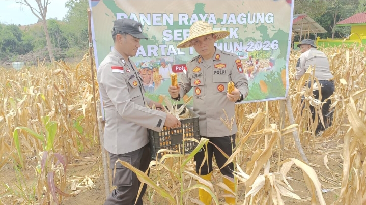 Polsek Tanjungpinang Kota Panen Raya Jagung 500 Kg di Senggarang, Dukung Ketahanan Pangan Nasional