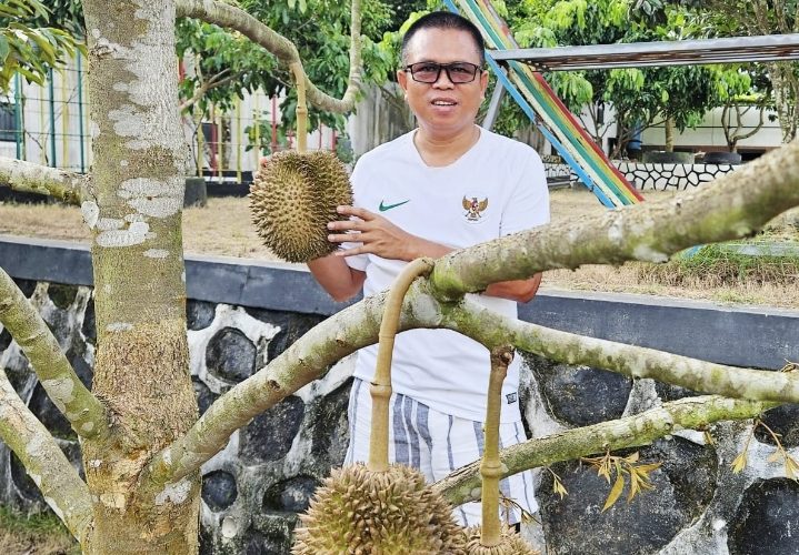 Musang King di Pekarangan Rumah: Peneduh Estetik, Sekaligus “Tabungan” Kuliner Masa Depan Keluarga