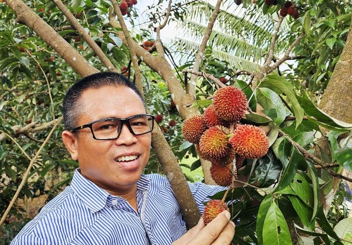 Pulasan: Si “Kembaran” Rambutan yang Membawa Nostalgia 30 Tahun
