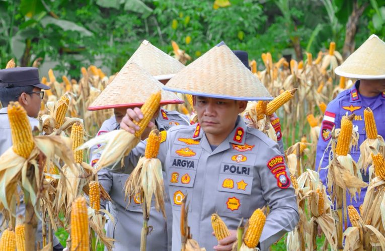 Dukung Ketahanan Pangan Nasional, Polres Bintan Panen 200 Kilogram Jagung Pipil di Lahan Produktif Mapolres