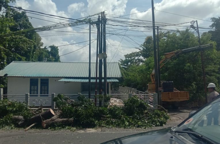 Pohon Tumbang di Simpang Bea Cukai Tanjungpinang, Tiga Pengendara Terluka dan Lalu Lintas Sempat Terganggu