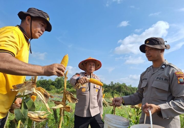 Polresta Tanjungpinang Panen Raya Jagung Kuartal II, Hasilkan 1 Ton Jagung Dukung Swasembada Pangan Nasional