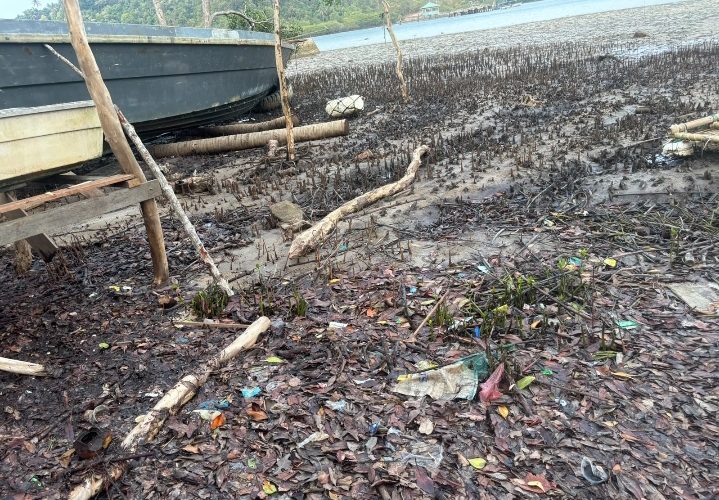 Dugaan 200 Mangrove Ditebang di Piabung, Satreskrim Polres Anambas Bergerak Cepat