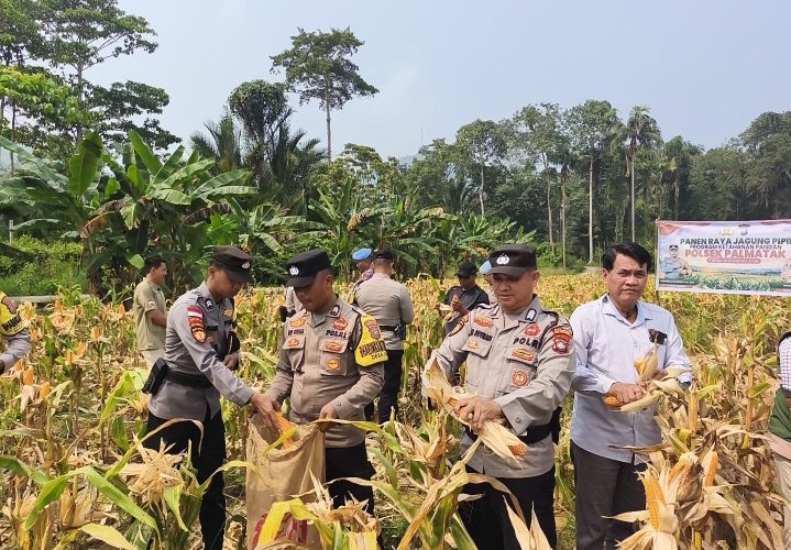 Panen 3 Ton Jagung di Teluk Bayur, Polres Anambas Dorong Ketahanan Pangan dari Desa